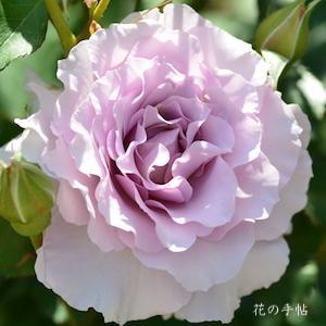 バラ ニューウェーブ Rose New Wave ハイブリットティ 00品種以上の薔薇を作出者 交配親などのデータと美しい写真で紹介する花 の手帖のwebバラ図鑑
