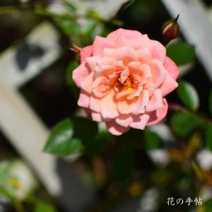 バラ　ナイス デイ（Nice Day）｜花の手帖のバラ図鑑