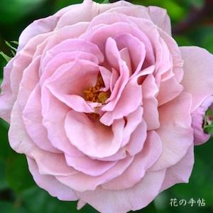 バラ　ニンバス（Nimbus）｜花の手帖のバラ図鑑