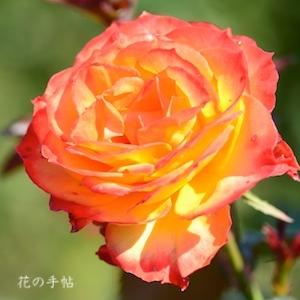 バラ　ニシキ｜花の手帖のバラ図鑑