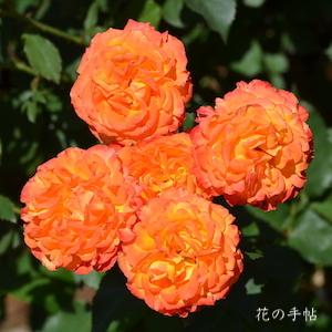 バラ　ニシキ（錦）｜花の手帖のバラ図鑑