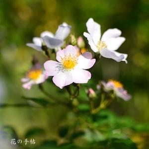 バラ　ノノカ（野の花）｜花の手帖のバラ図鑑