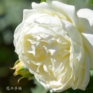 バラ　ノースフレグランス（North Fragrance）｜花の手帖のバラ図鑑