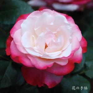 バラ　ノスタルジー（Nostalgie）｜花の手帖のバラ図鑑