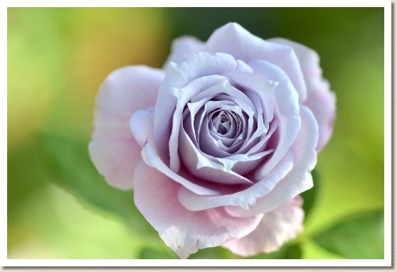 バラ ノヴァーリス Rose Novalis 00品種以上の薔薇を作出者 交配親などのデータと美しい写真で紹介する花の手帖のwebバラ図鑑