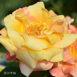 バラ　おぼろ月夜（ROSE　Oborozukiyo）｜花の手帖のバラ図鑑