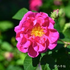 バラ　オール／オウル（Ohl）｜花の手帖のバラ図鑑