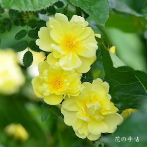 バラ　オールド イエロー スコッチ（Old Yellow Scotch）｜花の手帖のバラ図鑑