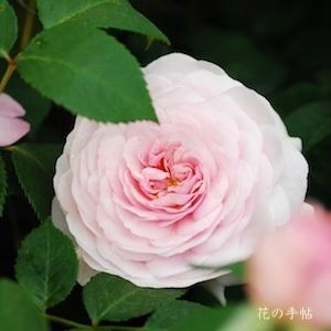 バラ　オリビアローズオースチン（Olivia Rose Austin）｜花の手帖のバラ図鑑