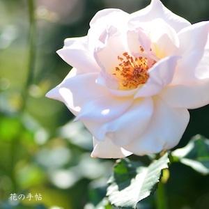 バラ　オフィーリア（ROSE　Ophelia）｜花の手帖のバラ図鑑