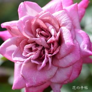 バラ　オーキッドマスターピース（Orchid Masterpiece）｜花の手帖のバラ図鑑