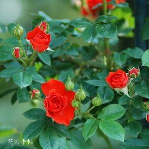 バラ　オレンジ メイアンディナ（ツル）（ROSE　Cl. Orange Meillandina）｜花の手帖のバラ図鑑