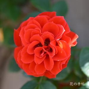 バラ　オレンジ メイアンディナ（ツル）（ROSE　Cl. Orange Meillandina）｜花の手帖のバラ図鑑