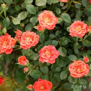 バラ　オレンジロザミニ（Orange Rosamini）｜花の手帖のバラ図鑑