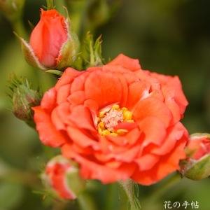 バラ　オレンジロザミニ（Orange Rosamini）｜花の手帖のバラ図鑑