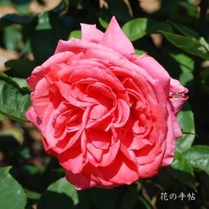 バラ　 オトヒメ（乙姫）（ROSE　Otohime）｜花の手帖のバラ図鑑