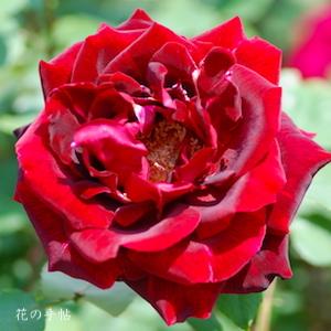 バラ パパメイアン｜花の手帖の薔薇図鑑