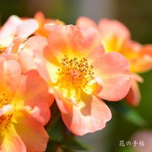 バラ　パプリカ｜花の手帖のバラ図鑑