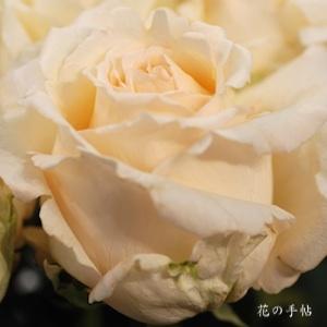 バラ　パルファンフレ｜花の手帖のバラ図鑑