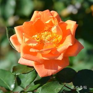 バラ　パーク ロイヤル（Park Royal）｜花の手帖のバラ図鑑