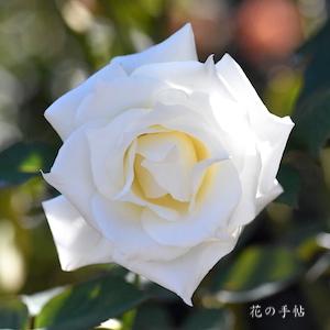 バラ パスカリ｜花の手帖の薔薇図鑑
