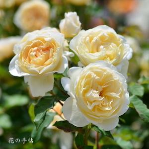 バラ　パテル カポルヨン｜花の手帖のバラ図鑑