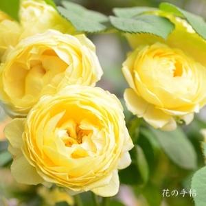 バラ　パトラッシュ（Patrache）｜花の手帖のバラ図鑑