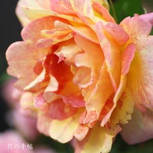 バラ　ポール セザンヌ（Paul Cezanne）｜花の手帖のバラ図鑑