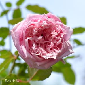 バラ　ポール ナボナン｜花の手帖のバラ図鑑