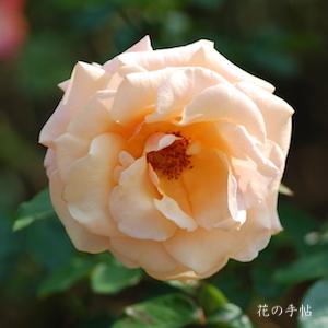 ポール リカード（Paul Ricard）バラ　｜花の手帖のバラ図鑑