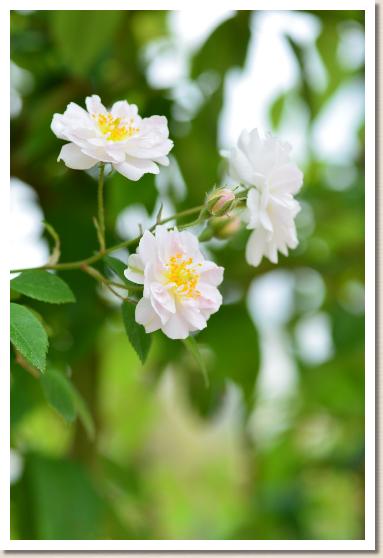 バラ ポールズヒマラヤンムスクランブラー Rose Paul S Himalayan Musk Rambler 00品種以上の薔薇を作出者 交配親などのデータと美しい写真で紹介する花の手帖のwebバラ図鑑