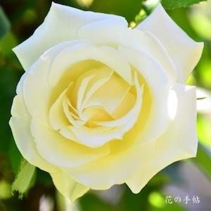 バラ　ポールズ レモン ピラー｜花の手帖のバラ図鑑