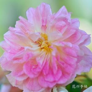 バラ　ポール トランソン｜花の手帖のバラ図鑑