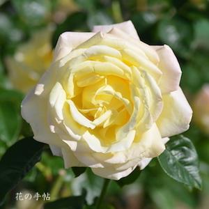 バラ ピース｜花の手帖の薔薇図鑑
