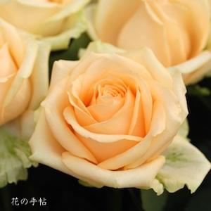 バラ　ピーチアバランチェ｜花の手帖のバラ図鑑