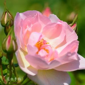 バラ　ピーチ ブロッサム｜花の手帖のバラ図鑑
