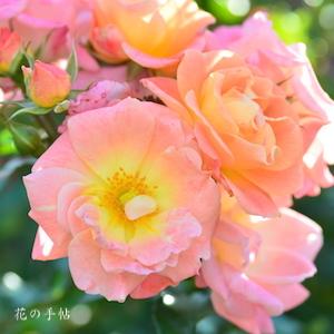 バラ　ピーチドリフト｜花の手帖のバラ図鑑