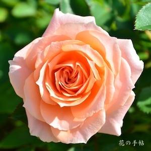 バラ　ピーチ メイアンディナ（Peach Meillandina）｜花の手帖のバラ図鑑