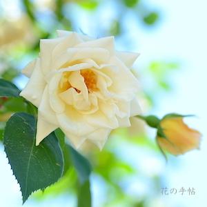 バラ　パール ホワイト（Pearl White）｜花の手帖のバラ図鑑