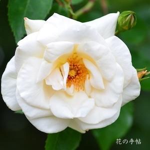 バラ　パール ホワイト（Pearl White）｜花の手帖のバラ図鑑