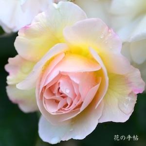 バラ　ペネロープ／ペネロペ（Penelope）｜花の手帖のバラ図鑑
