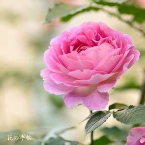 バラ　ペネロペイア｜花の手帖のバラ図鑑