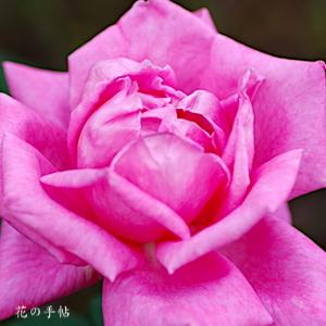 バラ　パフューム デライト｜花の手帖のバラ図鑑