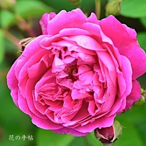 バラ　ピッカリング フォーシーズンズ ローズ（Pickering Four Seasons Rose）｜花の手帖のバラ図鑑