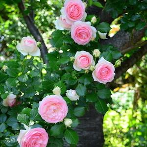バラ ピエールドゥロンサール Rose Pierre De Ronsard つるバラ 00品種以上の薔薇を作出者 交配親などのデータと美しい写真で紹介する花の手帖のwebバラ図鑑