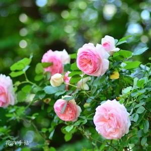 バラ ピエールドゥロンサール｜花の手帖の薔薇図鑑