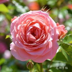 バラ　ピンクアバンダンス｜花の手帖のバラ図鑑