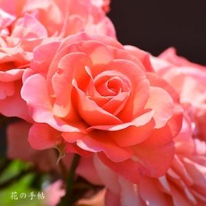 バラ　ピンクアバンダンス｜花の手帖のバラ図鑑