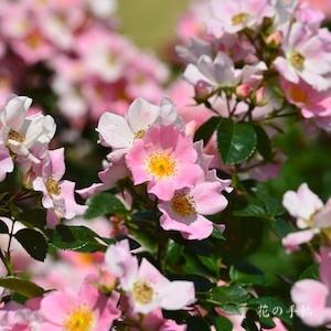 バラ　ピンクバッシーノ｜花の手帖のバラ図鑑