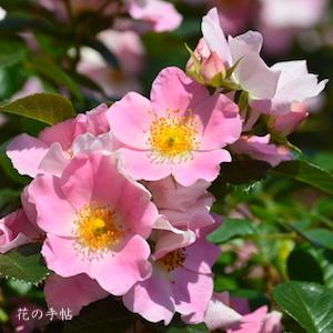 バラ　ピンクバッシーノ｜花の手帖のバラ図鑑
